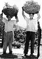 Happy Puerto Rican workers as imagined by boomberg